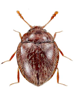 Anamorphidae