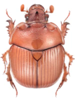 Bolboceratidae