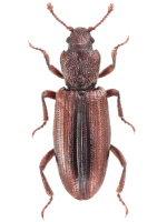 Bothrideridae