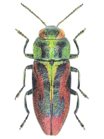 Buprestidae