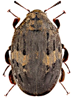 Byrrhidae