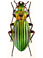 Carabidae