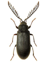 Cerophytidae