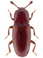 Cerylonidae
