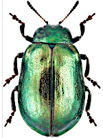 Chrysomelidae