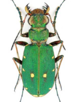 Cicindelidae