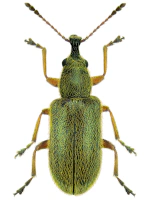 Cimberididae