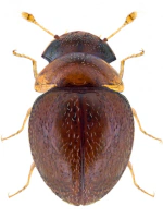Clambidae