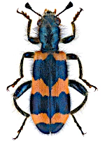 Cleridae