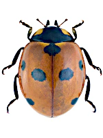 Coccinellidae