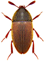 Colonidae