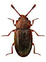 Cryptophagidae