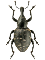 Curculionidae