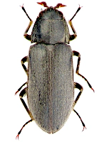 Dryopidae