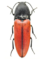 Elateridae