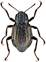 Elmidae