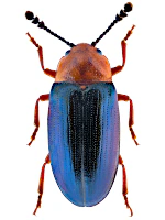 Erotylidae
