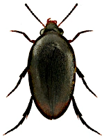 Eucinetidae