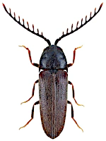 Eucnemidae