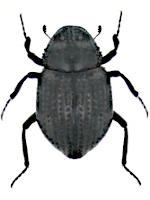 Georisidae
