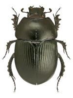 Geotrupidae