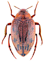 Haliplidae