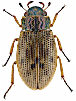 Helophoridae