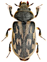 Heteroceridae