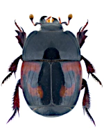 Histeridae
