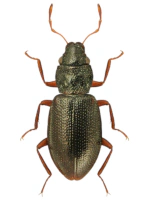 Hydraenidae