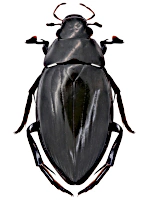 Hydrophilidae