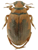 Hygrobiidae