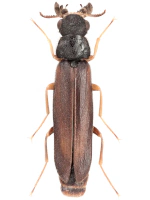 Hylecoetidae
