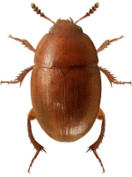 Leiodidae