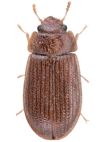 Lophocateridae
