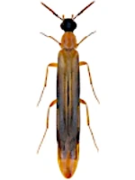 Lymexylidae