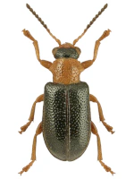 Megalopodidae