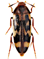 Melandryidae