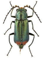 Melyridae