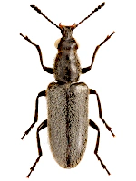 Nemonychidae