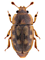 Nitidulidae