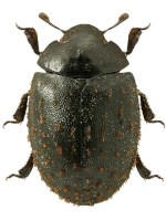 Nosodendridae