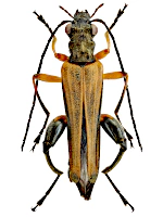 Oedemeridae