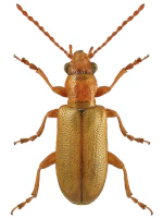 Orsodacnidae