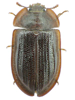 Peltidae