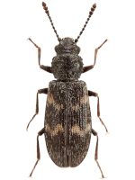 Phloeostichidae