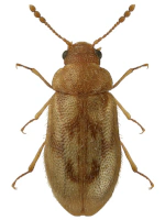 Phloiophilidae