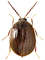 Psephenidae