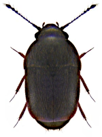 Ptiliidae