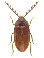 Ptilodactylidae